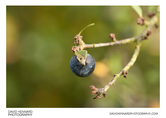 Blackthorn sloe