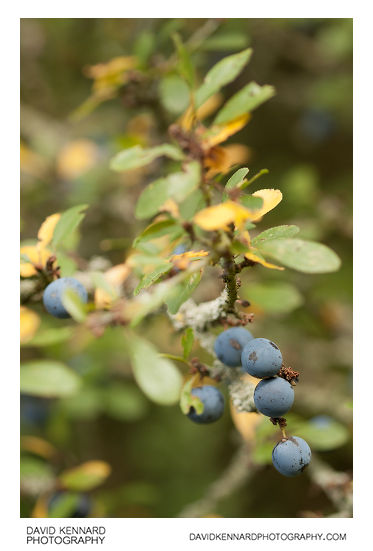 Blackthorn sloes