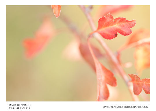 Autumnal Hawthorn leaves