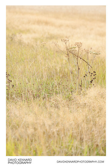 Autumn grass and hogweed