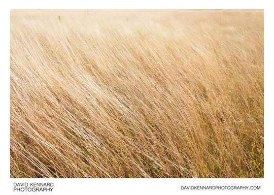 Autumnal grass