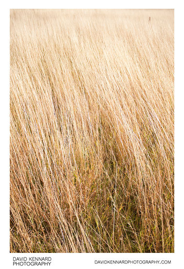 Autumnal grass