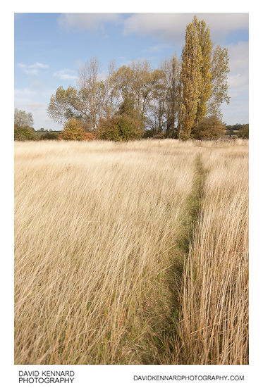 Path through grass in autumn