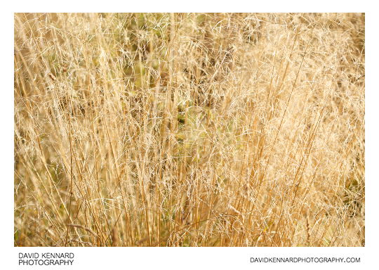 Tufted Hairgrass (Deschampsia cespitosa)