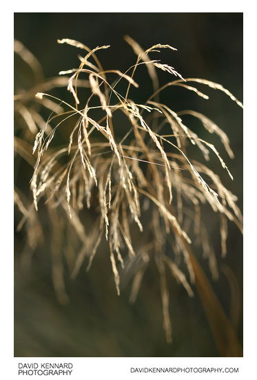 Tufted Hairgrass (Deschampsia cespitosa)