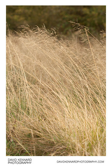 Tufted Hairgrass (Deschampsia cespitosa)