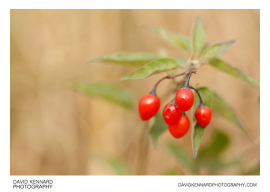 Woody nightshade (Solanum dulcamara) berries