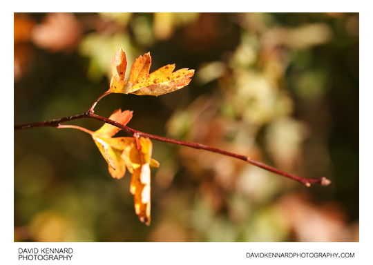 Autumn Hawthorn leaves