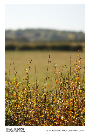 Hawthorn hedge in autumn