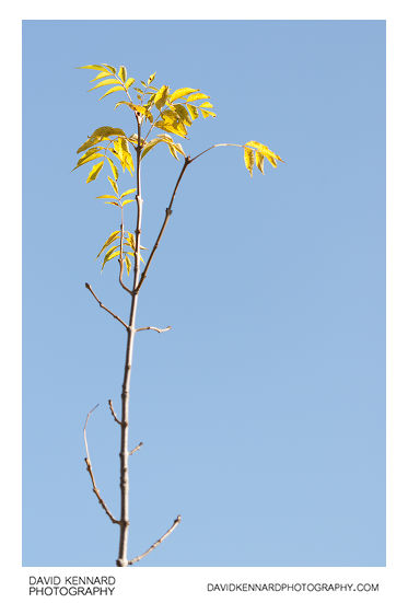 Young Ash Tree in Autumn