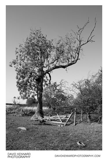 Tree and broken fence