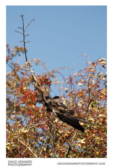 Dead corvid hanging from branch