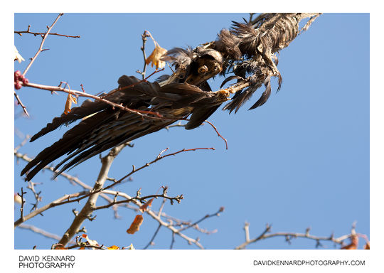 Dead corvid hanging from branch