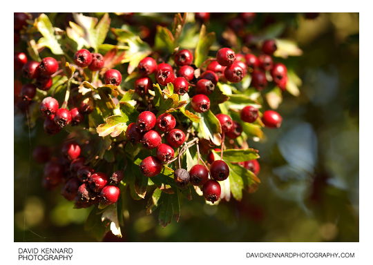Red Hawthorn fruits