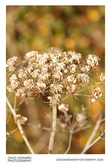 Common Hogweed (Heracleum sphondylium) seeds