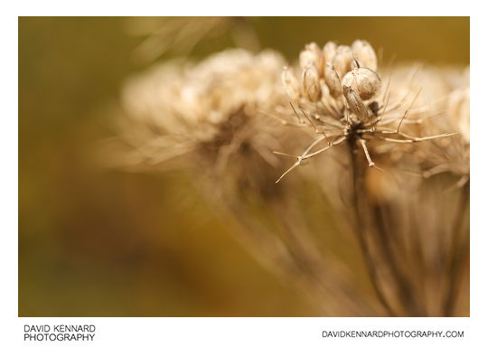 Common Hogweed (Heracleum sphondylium) seeds