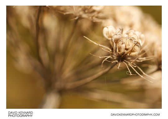 Common Hogweed (Heracleum sphondylium) seeds
