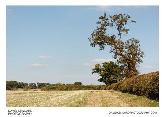 Tree and field, East Farndon