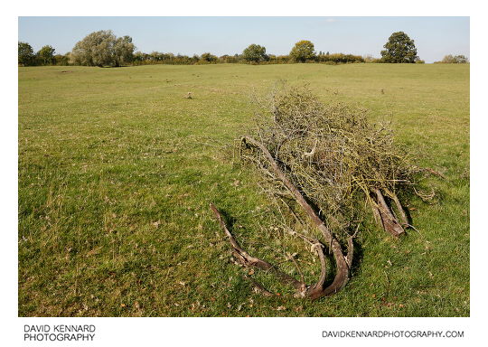 Pile of branches in field