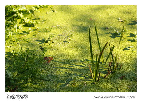 Reeds and algae