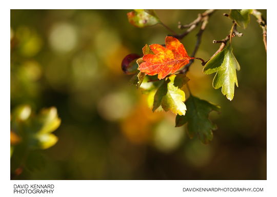 Hawthorn leaves in early autumn