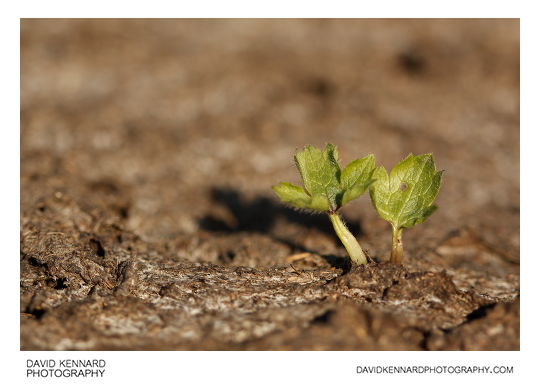 Seedling and cowpat