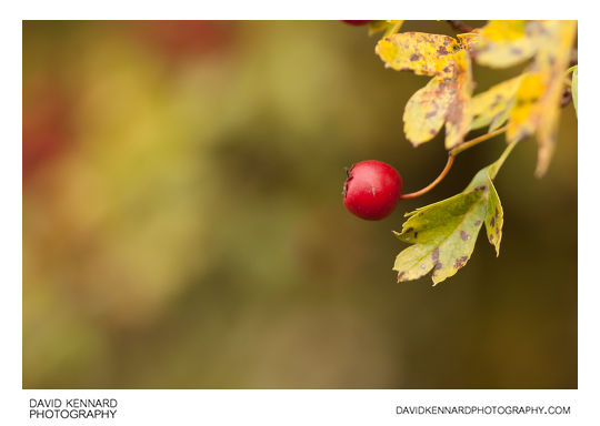 Hawthorn Haws