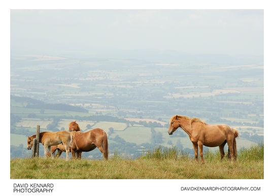 Horses on Brown Clee Hill