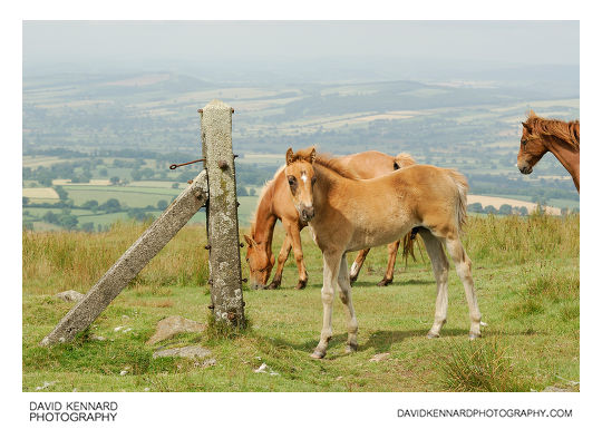 Horses on Brown Clee Hill