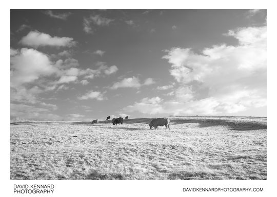 Cattle grazing (infrared)