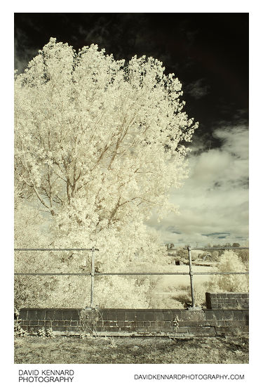 View from old railway bridge (Infrared)