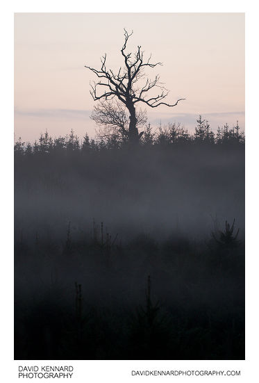 Misty tree silhouette