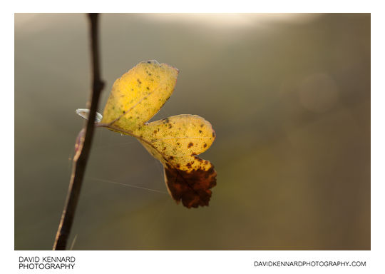Yellow Hawthorn leaf in Autumn