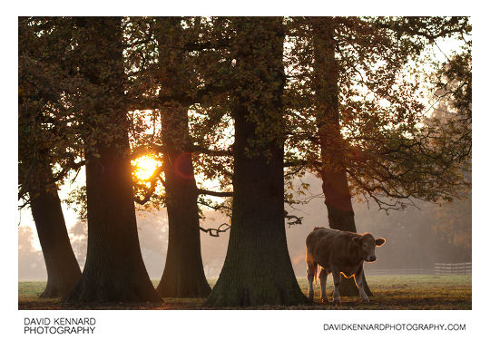 Bullock and trees at sunset