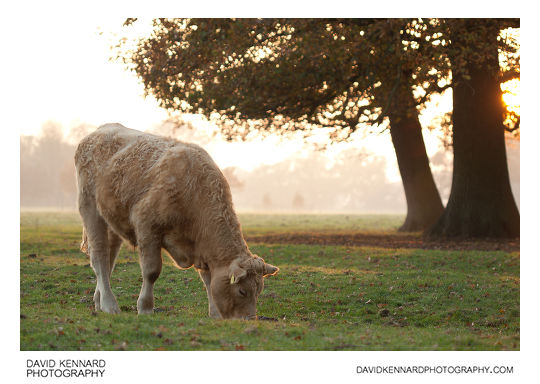 Grazing bullock