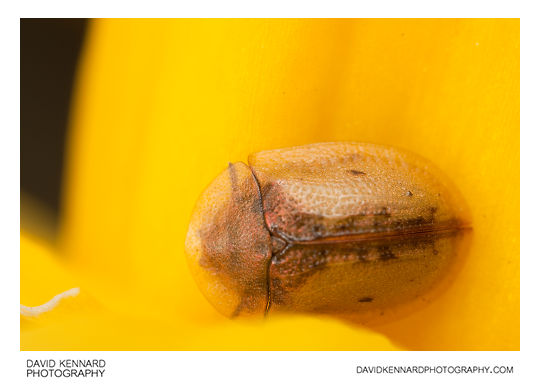 Cassida vibex Tortoise beetle