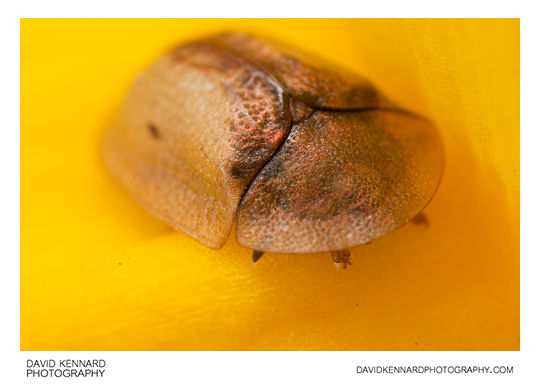 Cassida vibex Tortoise beetle