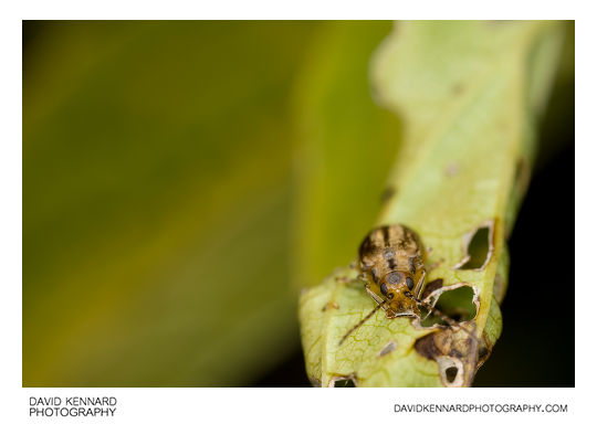 Galerucella nymphaeae (Waterlily Leaf Beetle)