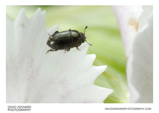 Meligethes sp. Pollen Beetle