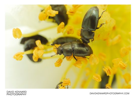 Meligethes sp. Pollen Beetles