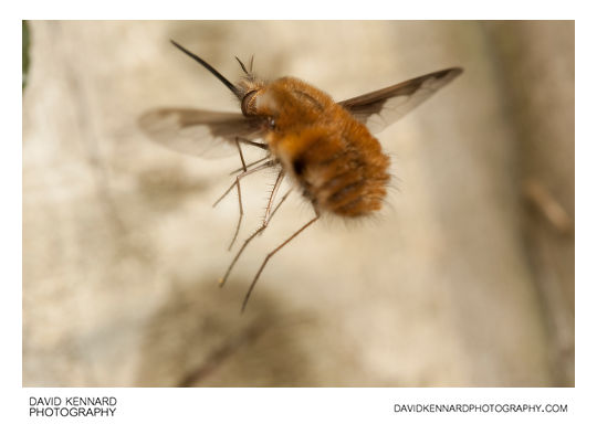 Greater Bee Fly Bombylius major in flight