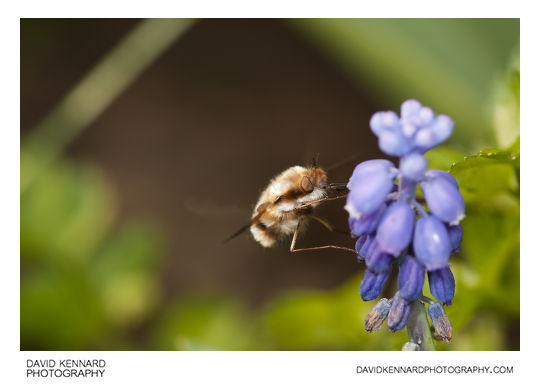Greater Bee Fly (Bombylius major) feeding
