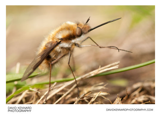 Greater Bee Fly Bombylius major