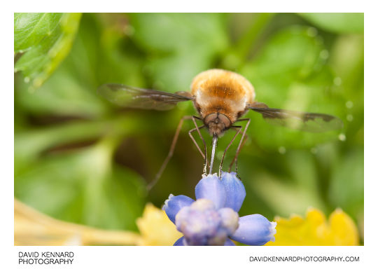 Greater Bee Fly (Bombylius major) feeding