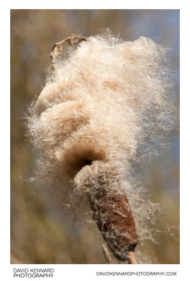 Common Bulrush (Typha latifolia) seed head