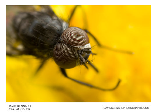 Delia Platura fly (male)