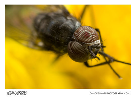 Delia Platura fly (male)