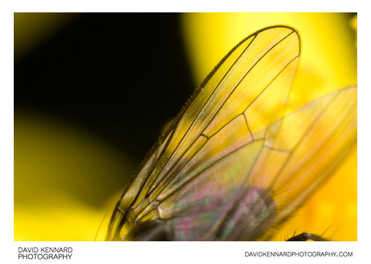 Delia Platura fly (male) wing