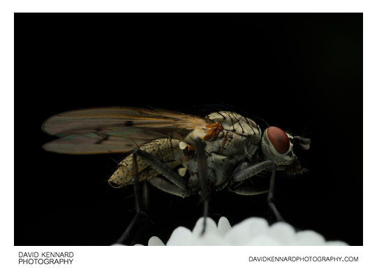 Anthomyiid fly