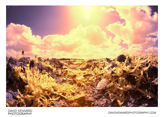 Dandelions false colour infrared